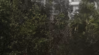 Área natural Jacinto Pat en Cancún muestra deterioro pese a su estatus de protección