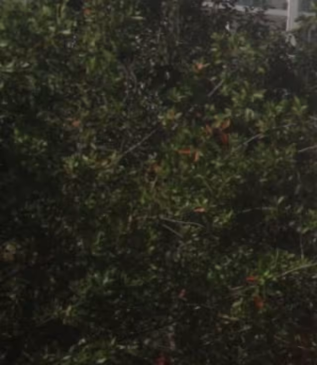 El área natural Jacinto Pat, en Cancún, muestra deterioro y abandono pese a haber sido declarada Área Natural Protegida en 2023.