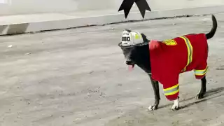 Tristeza en Campeche: Bomberos despiden a “La Negra”, símbolo de lealtad