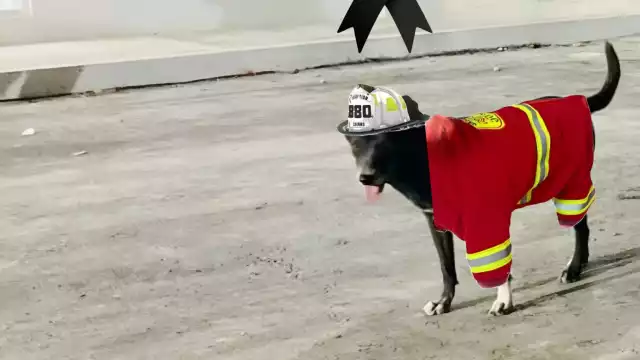 Adiós a “La Negra”, la lomita que cuidó y acompañó a los bomberos campechanos