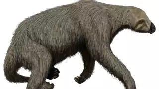 Espeleobuzos hallaron fósiles de un perezoso gigante de la familia de los notrotéridos en un cenote de Yucatán