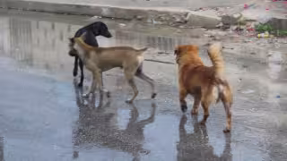 Denuncian abandono de mascotas en carreteras rumbo a Progreso; alertan por sobrepoblación canina