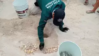 Se hallaron 30 tortugas marinas y 27 huevos