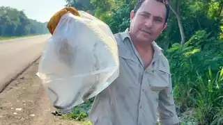 Encuentran serpiente en farmacia del centro de Escárcega