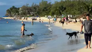 Muere perro ahogado en las costas de Playa del Carmen; sus dueños lo metieron al mar contra su voluntad