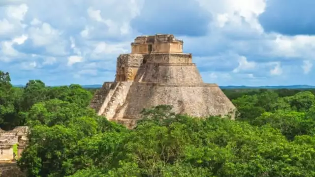 Los daños serían con la tala de más de 100 mil árboles