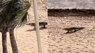 Graban a  cocodrilo “paseando" en una playa de Cancún: VIDEO