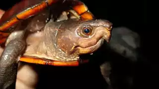 La Kinosternon creaseri, conocida como tortuga de pantano de Yucatán o Xtuk’is en lengua maya, está en riesgo de extinción