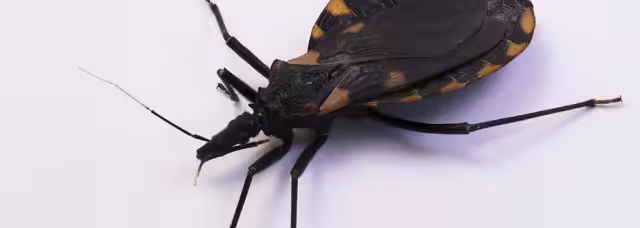 Vectores exhortó a la población a capturar al insecto para su análisis y determinar si la chinche está infectada