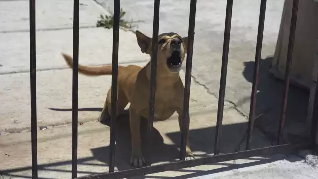 Julie Rodríguez dijo que el modus operandi de las personas es lanzar veneno donde habitan las mascotas.