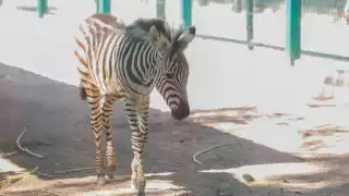 Nace nuevo huésped en el zoológico Centenario de Mérida: Una cebra