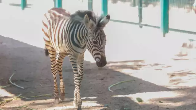Familias yucatecas se dieron cita en el zoológico para visitar la cría del ejemplar que recién nació.