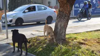 Cinco perros han dado positivo a gusano barrenador en Yucatán