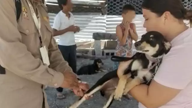 Secretaría de Salud anuncia jornada intensiva de vacunación antirrábica en Campeche