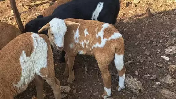 Los animalitos fueron devueltos a su dueño Los animalitos fueron devueltos a su dueño