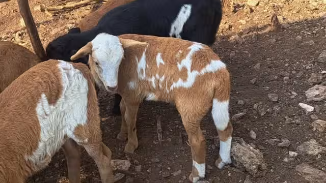 Los animalitos fueron devueltos a su dueño
