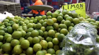 Citricultores de Yucatán entran en crisis por colapso de los precios: el limón se vende en menos de dos pesos el kilo
