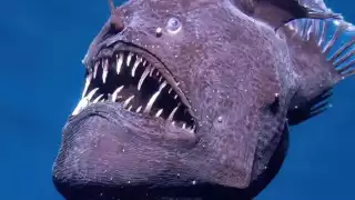 Un pez diablo negro apareció en la superficie de Tenerife y murió al poco tiempo