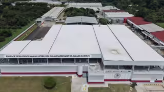 Planta contra gusano barrenador ya opera hasta al 70%; esperan reducción de casos