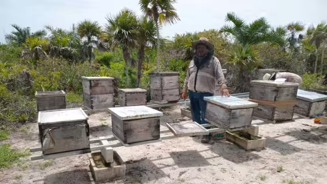 Unos 22 hombres de campo se quejaron que es un problema añejo y en esta ocasión murieron las abejas de 789 colmenas