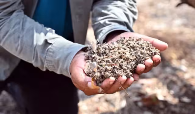 Mortandad de abejas y daños a la salud: apicultores acusan omisión de autoridades en Campeche