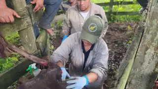 Quintana Roo rebasa los 100 casos de miasis por gusano barrenador