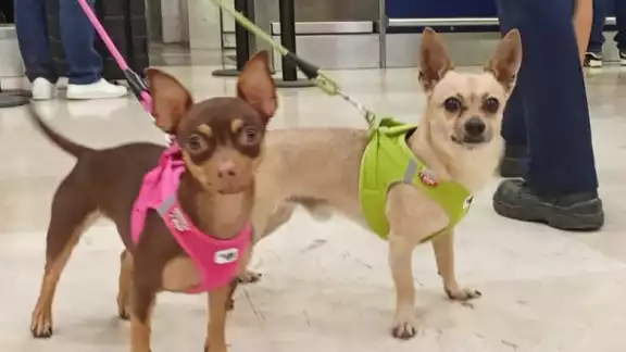 Los perritos chihuahuas acompañan a todos los viajes de sus dueños Los perritos chihuahuas acompañan a todos los viajes de sus dueños