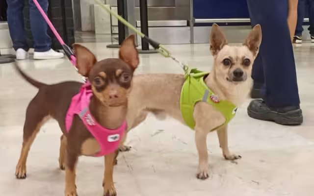 Los perritos chihuahuas acompañan a todos los viajes de sus dueños