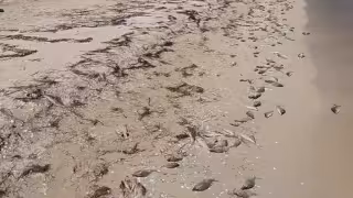 Nuevo órgano coordinará vigilancia científica y acciones ante riesgos en el litoral yucateco
