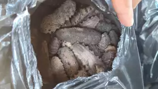 Agentes de la SSP aseguran 203 kilos de pepino de mar en Mérida