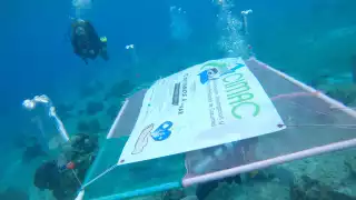 Omiten existencia de ecosistemas marinos en zona de “arenales" para la construcción del cuarto muelle en Cozumel