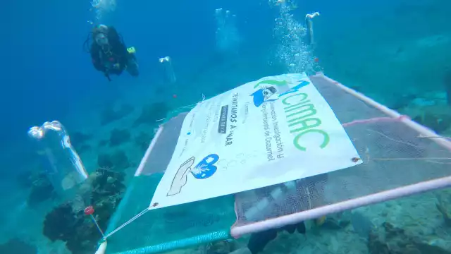 Expertos califican el proyecto como una amenaza directa a uno de los ecosistemas más vibrantes de la isla. La sociedad civil exige frenar la iniciativa.