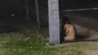 Mujer desnuda es auxiliada por elementos de la Policía Estatal