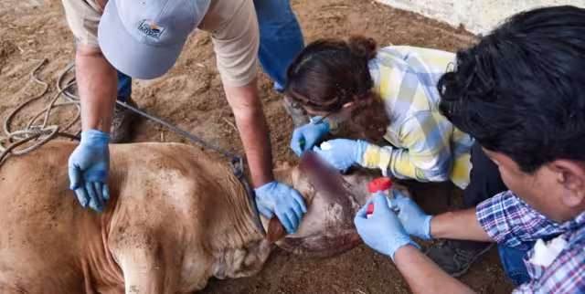 Ahora hay 17 animales infectados en Chiapas y uno en Campeche.