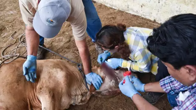 Ahora hay 17 animales infectados en Chiapas y uno en Campeche.