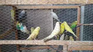 Habitantes denuncian a usuarios de Facebook por anunciar la venta de loros y cardenales