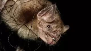 Especialistas consideran que este tipo de capturas ponen en riesgo a otras especies de murciélagos benéficas