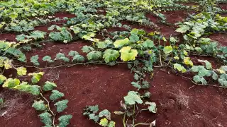 Sin apoyo para segunda siembra: agricultores de Katab sólo sembrarán para sobrevivir