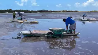  A mano limpia,  recolectan sal  que brota en  las aguadas  de Celestún