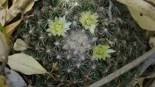 Desarrollos inmobiliarios, extracción y huracanes amenazan a la especie