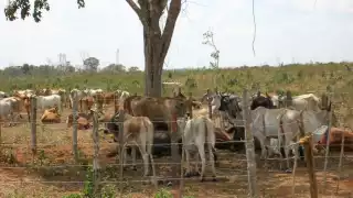 El sector agropecuario de Campeche enfrenta un riesgo alto por las sequías