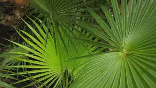 Palma de Guano, en peligro de extinción; implementan acciones en Campeche  para su protección