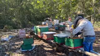 Apicultores de Hopelchén iniciaron la limpieza de sus colmenas para preparar la temporada de cosecha de miel.