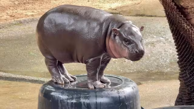 Moo Deng, el viral hipopótamo de redes sociales, recibe una canción inspirada en él.