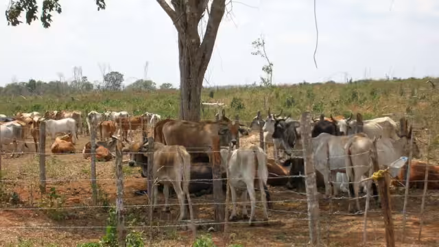El sector agropecuario de Campeche enfrenta un riesgo alto por las sequías
