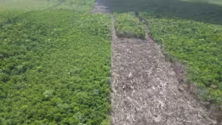Zona Puuc de Yucatán sufre devastación: menonitas y empresas agroindustriales han talado 9 mil hectáreas de selva