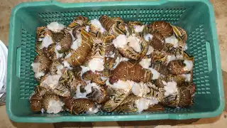  Denuncian que pescadores capturan y venden langostas por debajo de la talla permitida en Yucatán