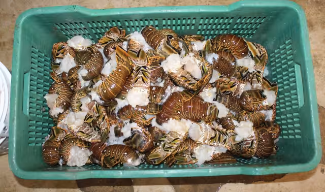 Algunos marineros también acumulan el producto para venderlo a terceros a precios menores