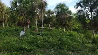 Hombre  mata a su compañero de cacería luego de confundirlo con un venado en Tizimín