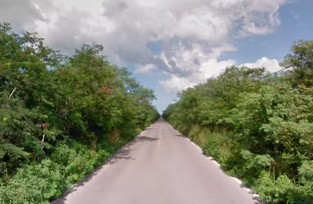 Debido al calor y a los incendios aumentan los casos de atropellamiento a la fauna silvestre